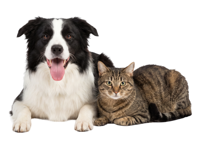 Cat and Dog (1)
